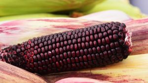 Український селекціонер презентує новий сорт фіолетової кукурудзи
