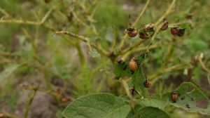 На картоплі розпочалось живлення літнього покоління колорадського жука