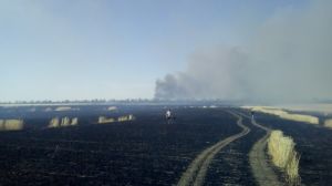 На Донеччині вогнем знищено 50 га зернових