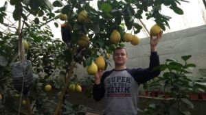 Садівник з Одещини вирощує велетенські лимони