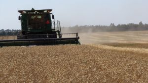 Аграрії вже зібрали близько 3,5 млн т пшениці нового врожаю