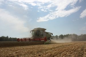Збирaння врожaю озимої пшениці