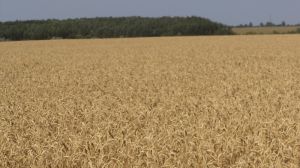 Фахівець розповів, чому слід очікувати неврожаю зернових на півдні Одещини