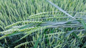 Запорізьке господарство вирощує 500 га зернових, адаптованих до степових умов