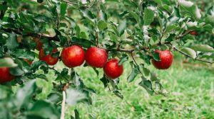 Урожай яблук може скоротитися через погодні умови