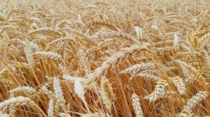 Собівартість вирощування пшениці зросла, а ціни на зерно знизилися