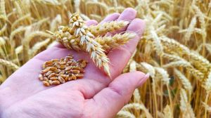 Третину урожаю пшениці вже зібрали на Полтавщині