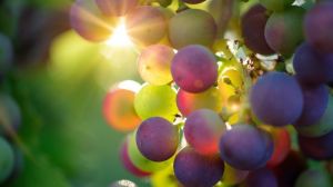 В Україні виводять нові сорти безнасінного винограду