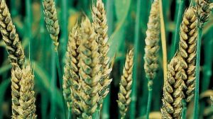 Коливання температур та опади сприяли подальшому розвитку хвороб зернових