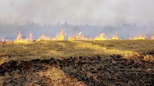На Одещині фермера впіймали на спалюванні стерні