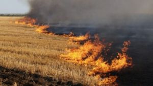 Пожежа знищила ячмінне поле неподалік Харкова