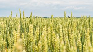 Посуха в період цвітіння пшениці негативно вплинула на врожайність — експерт