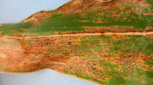 Небезпечна хвороба загрожує врожаям кукурудзи в США