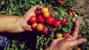 З рослинних рештків томатів в Іспанії виробляють біодобриво