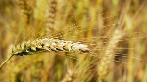 Крим ризикує втрати половину врожаю зернових через дощі та поширення хвороб