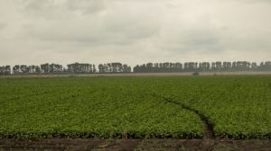 В Україні продовжують масово скорочуватись площі під картоплею