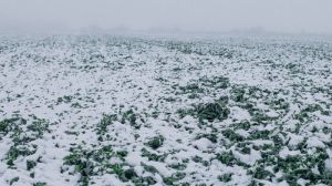 Втрачені внаслідок перезимівлі посіви ріпаку Лімагрейн Україна компенсує насінням на весняну посівну