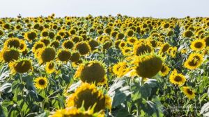 Аграрії Черкащини збільшують площі під високоолеїновим соняшником
