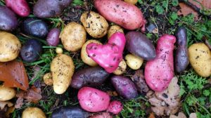 Кольорові сорти — новий тренд у вітчизняному картоплярстві