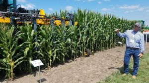 В майбутньому на полях домінуватимуть низькорослі сорти кукурудзи — вчені