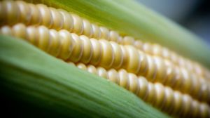 В Україні рентабельно вирощувати солодку кукурудзу — фермер
