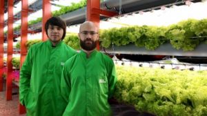Вертикальна ферма з Києва продукує до 150 врожаїв зелені на рік