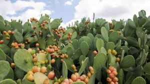 Агровиробникам півдня України радять вирощувати кактусові груші