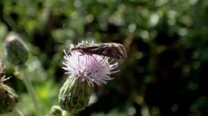 Агрономів попереджають про можливий початок льоту лучного метелика