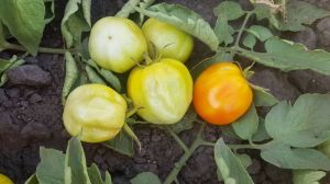 Через вірус томатів овочівники Полтавщини масово втрачають врожаї