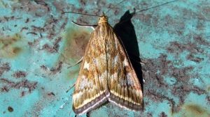 Шкодочинність третього покоління лучного метелика може бути надпороговою — Держпродспоживслужба
