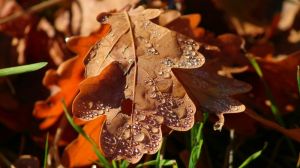 Синоптики оприлюднили прогноз погоди на осінь в Україні