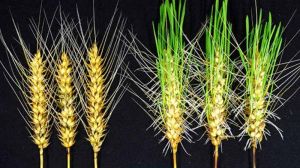 Японські селекціонери представили новий сорт пшениці