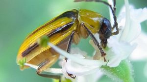 Нові вогнища поширення кукурудзяного жука виявлено на Житомирщині