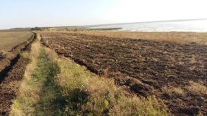 На півдні України розорали заповідний степ