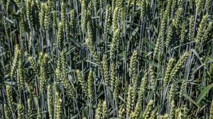 Вчені навчились передчасно ідентифікувати хвороби пшениці