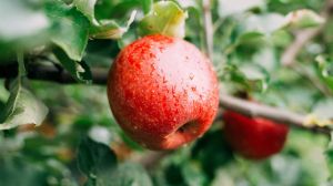 Недобір якісного яблука в Україні становитиме 50% — садівник