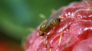 Виробників плодово-ягідних культур попередили про загрозу появи нового небезпечного шкідника