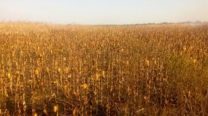 На Полтавщині вогнем знищено понад 20 га кукурудзи
