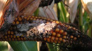 На 70% обстежених площ качани кукурудзи уражені фузаріозом
