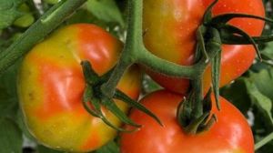 Вірус коричневої зморшкуватості томатів оголошено карантинним в ЄС