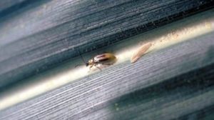 У трьох областях виявлено нові вогнища поширення кукурудзяного жука