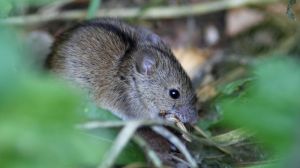 На полях зафіксовано різке зростання популяції мишей