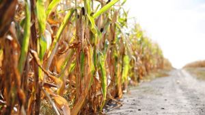 Аграріям Сумщини продемонстрували, як можна покращити результати вирощування кукурудзи