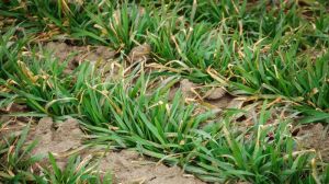 На подальшу протиерозійну стійкість ґрунтів під посівом пшениці впливає попередник