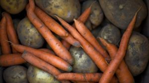 Небезпечний шкідник загрожує врожаям моркви та картоплі в ЄС