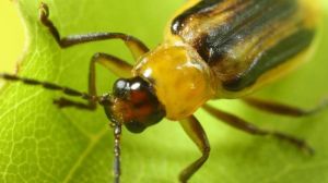 Нові осередки поширення кукурудзяного жука виявлено на Кіровоградщині