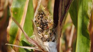 У посівах кукурудзи відмічено зниження інтенсивності ураження качанів сажковими хворобами