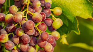 Дніпропетровський садівник поділився секретами вирощування винограду