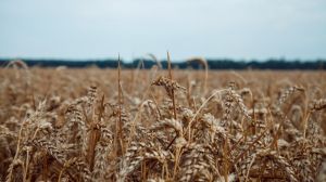Досліджено, як на світовий врожай пшениці вплине глобальне потепління