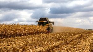 Врожайність кукурудзи на Донеччині зросла практично на тонну